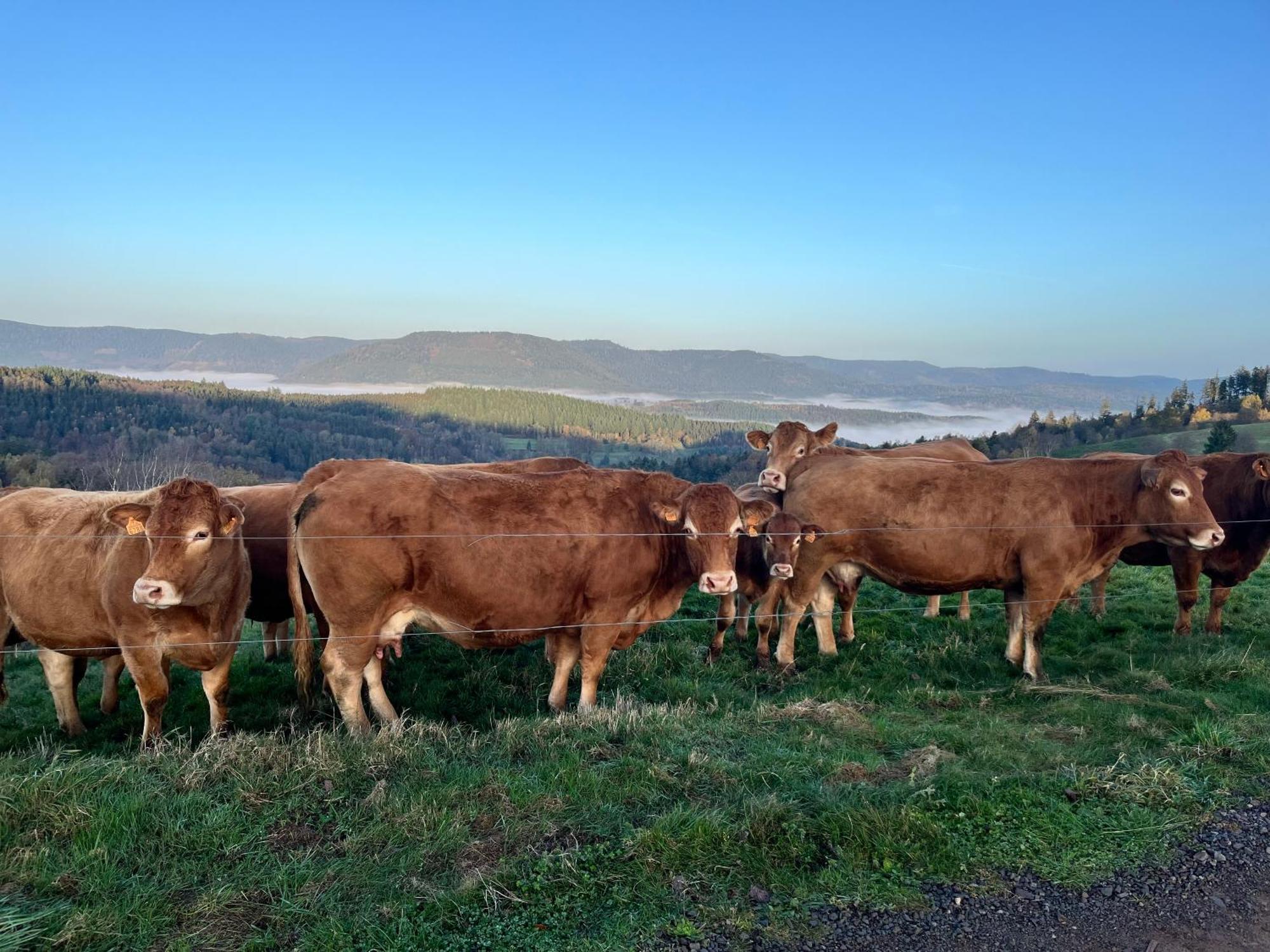 Gite De Montagne -Bellefosse Alsace Exterior foto